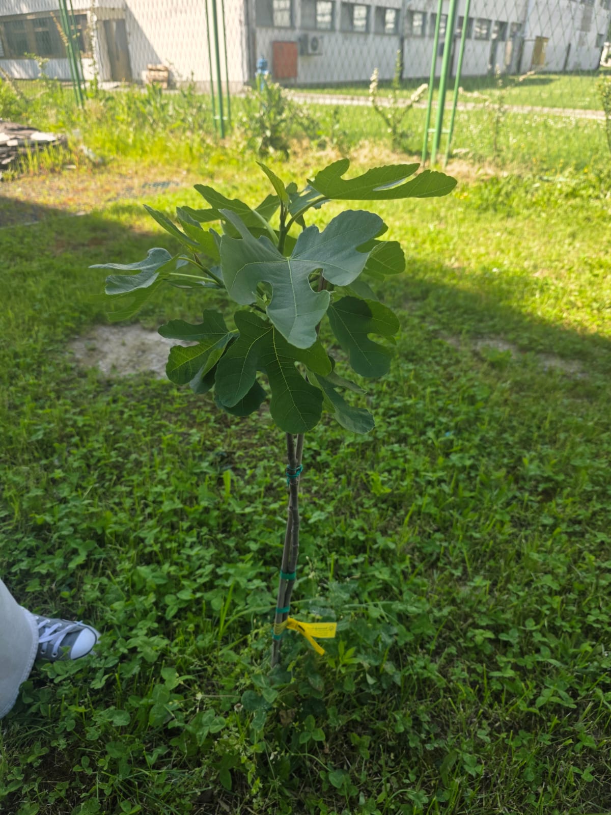 Smokva u školskom dvorištu